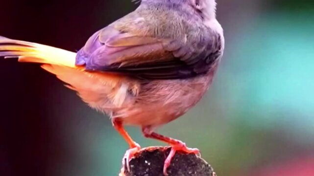 Small brown bird singing on a branch in the wild forest nature close up