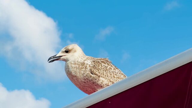 A close up portrait of a young brown European herring gull resting on a ship deck structure in Istanbul, Turkey. Beautiful wild marine bird with textured feathers against a bright blue sky.