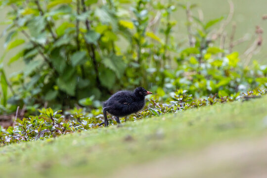 Moorhen chick on wet grass