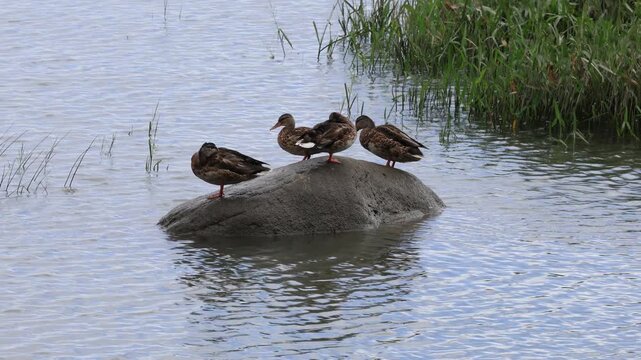 canard colvert au repos	
