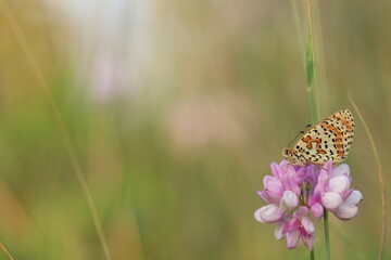 una farfalla melitaea didyma al tramonto © Simona