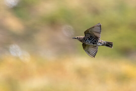 Juvenile common starling in flight