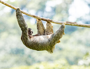 Hanging tight Sloth © ClicandChill