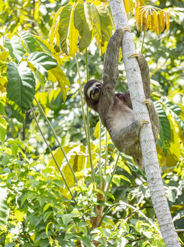 Sloth 11
