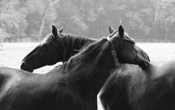 mares in the pasture