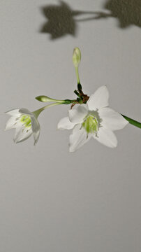 Amazon lily with two open white flowers and developing flower buds against a light neutral background.