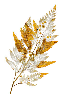 PNG Delicate golden fern leaves