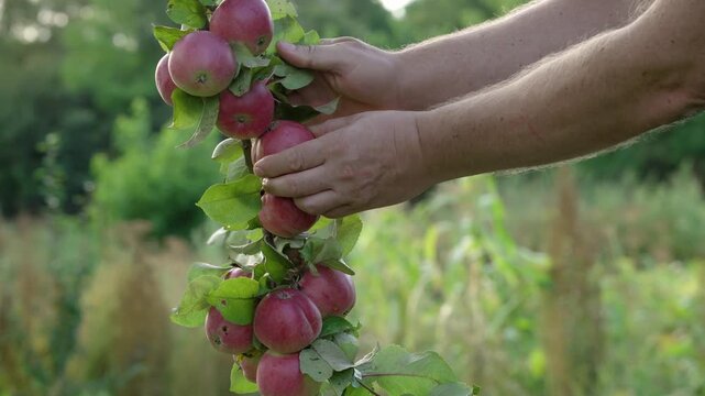 Hand reaches for ripe apples on tree branch in orchard, showcasing the process of fruit picking amidst lush greenery and vibrant foliage under natural sunlight in a rural setting