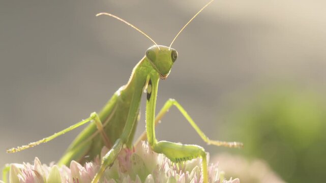 Praying mantis carefully cleaning its legs