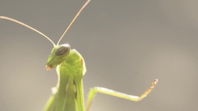 The praying mantis turns its head