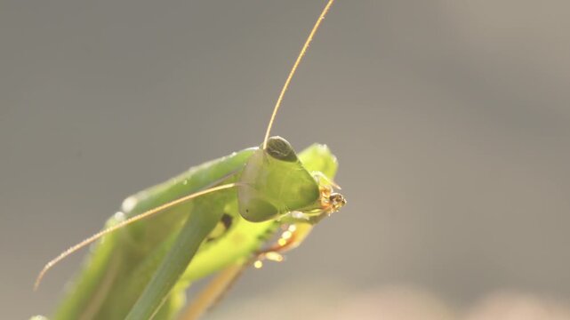 Praying mantis carefully cleaning its legs