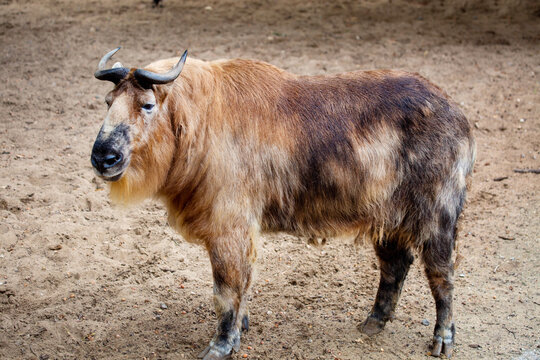 A Sichuan takin with beautiful pitchfork horns on a bright sunny day. Wildlife, mammals, predators.