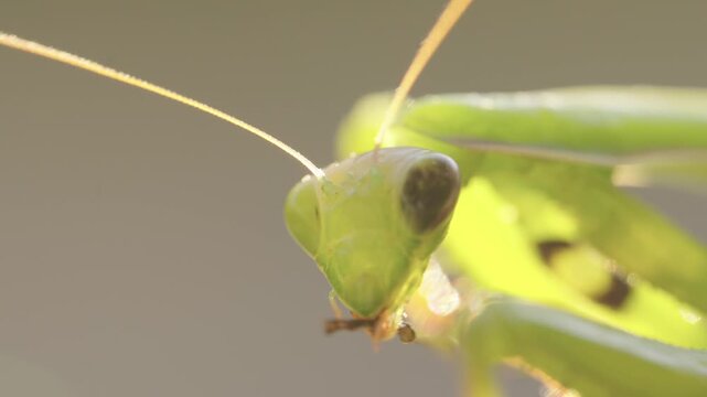 Praying mantis carefully cleaning its legs