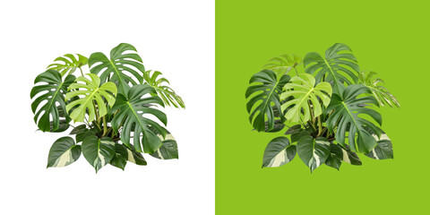Lush Green Monstera Houseplant with Variegated Leaves Decorative Plant transparent png