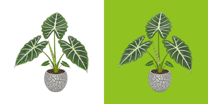 Alocasia Polly Plant in Decorative Ceramic Pot for Interior Decoration transparent png