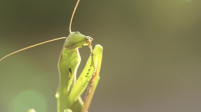 Praying mantis carefully cleaning its legs