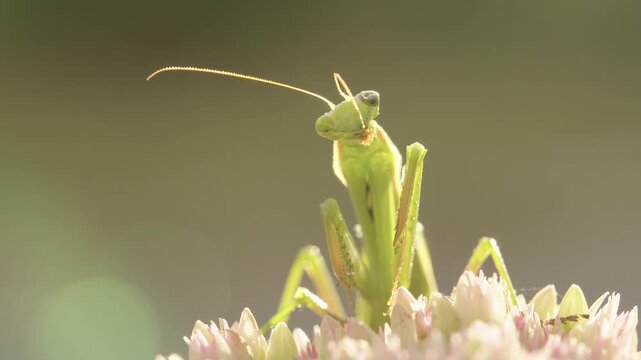 The praying mantis carefully cleans one of its antennae