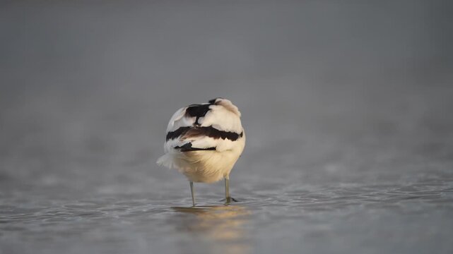 Avocette &eacute;l&eacute;gante 