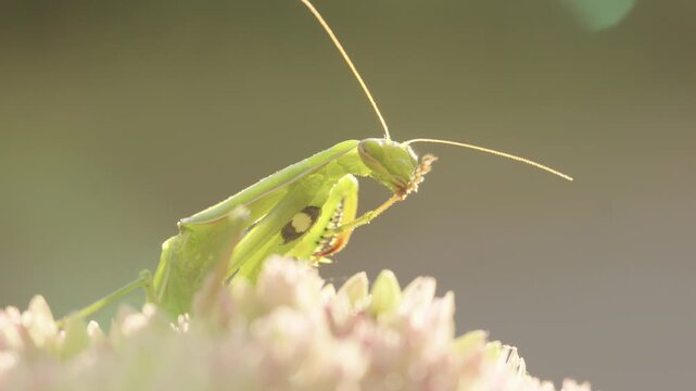 Praying mantis carefully cleaning its legs
