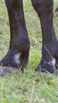 The lower legs and hooves of a dark brown horse stand firmly on lush green grass in an open field.