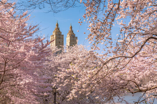 UNITED STATES, NEW YORK CITY, UPPER WEST SIDE. SPRING IN CENTRAL PARK WITH YOSHINO CHERRY TREES IN BLOOM AND THE SAN REMO BUILDING04