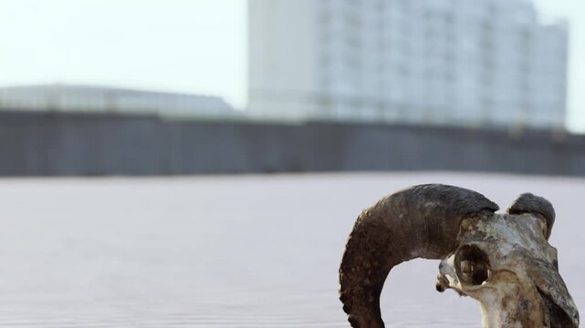 A weathered ram skull lies half buried in soft sand, while a modern building looms in the background. The tranquil shore hints at untold stories of nature and time.