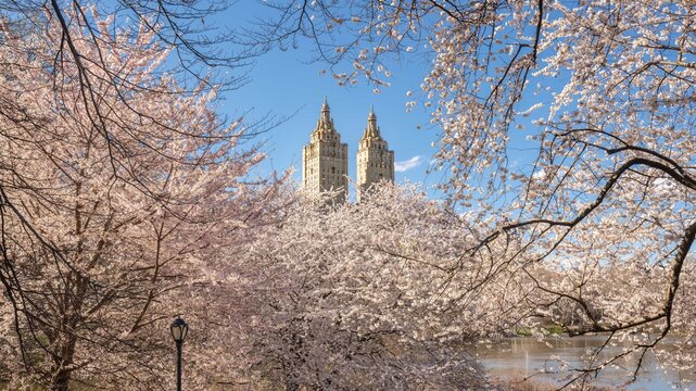 UNITED STATES, NEW YORK CITY, MANHATTAN. SPRING IN CENTRAL PARK WITH VIEW OF THE BUILDINGS OF UPPER WEST SIDE SAN REMO. THE YOSHINO CHERRY TREES IN BLOOM NEXT TO THE LAKE