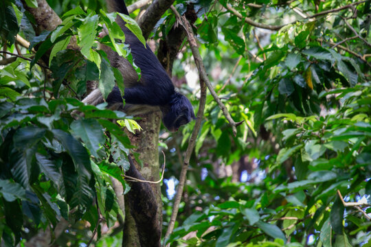 Un mono ara&ntilde;a (Ateles), tambi&eacute;n conocido como maqui sapa, descansando sobre una rama de &aacute;rbol rodeado de hojas verdes en la amazonia peruana, Iquitos Per&uacute;, 