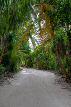 Maldives. Sandy path through the dense tropical jungle.