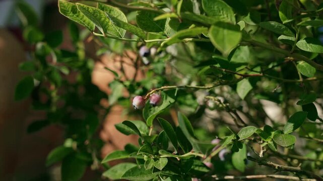 Man's hand picking fresh American blueberries straight from the bush.  4K footage