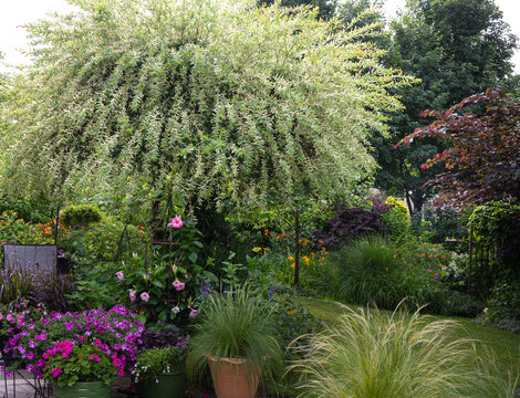 Mature dappled willow, Salix integra &lsquo;Hakuro-nishiki&rsquo;, cascades over a lush late summer garden filled with ornamental grasses, colorful flowers and layered perennial plantings.