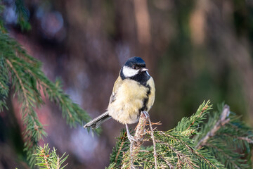 Cute bird Great tit, songbird sitting on the fir branch © Dmitrii Potashkin