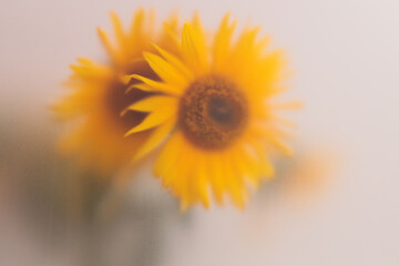 Obraz premium Smoke selected soft focus Sunflower Flower bud, leaf through translucent matte frosted glass. Abstract natural blurred grain light fog background.