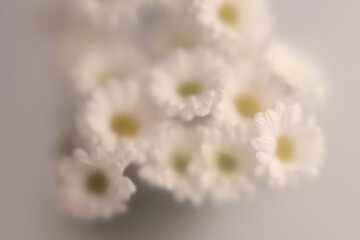 Obraz premium Smoke selected soft focus autumn Chamomile, chrysanthemum aster Flower through translucent matte frosted glass. Abstract natural blurred grain light fog background.
