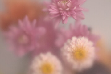 Fototapeta na wymiar Smoke selected soft focus autumn chrysanthemum aster Flower through translucent matte frosted glass. Abstract natural blurred grain light fog background.