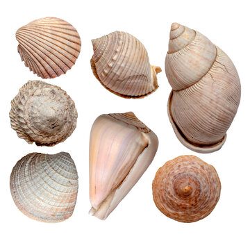 A collection of sea shells