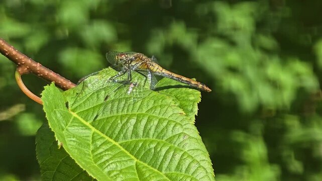 Dragonfly sits on a leaf in a forest area during daylight