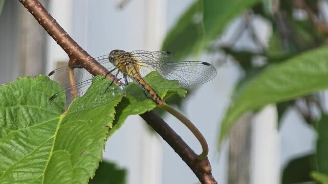 Dragonfly resting on a green leaf in a garden during daylight hours