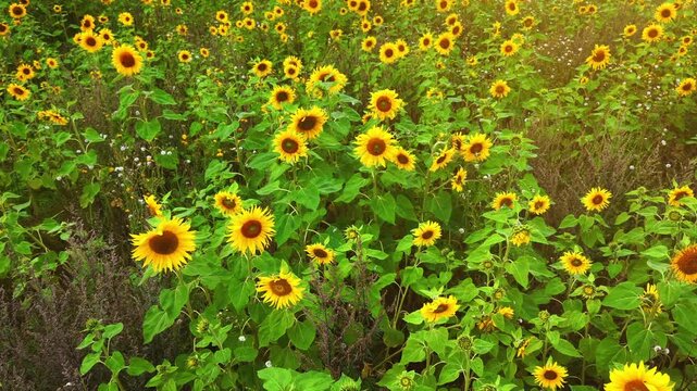 Sunflowers in field waving in wind near harvest