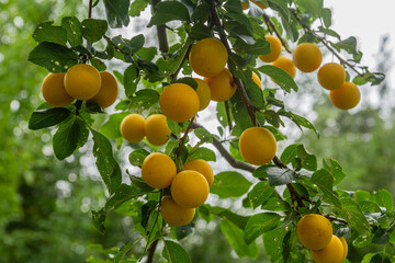 Mirabelle plums growing on a fruit tree   Śliwki dirabelki rosnące na drzewie © Adrian White
