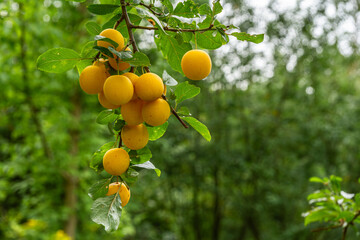 Mirabelle plums growing on a fruit tree   Śliwki dirabelki rosnące na drzewie © Adrian White