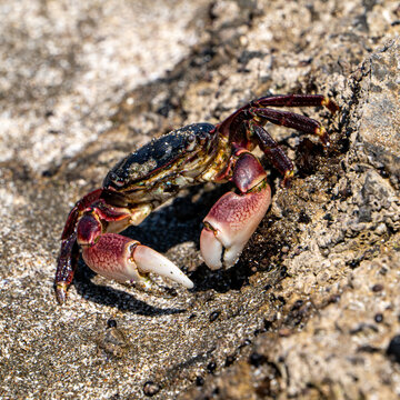 Striped shore crab on rock in tide pool at Piedras Blancas Light Station beach in San Simeon, California, USA, August 2026.