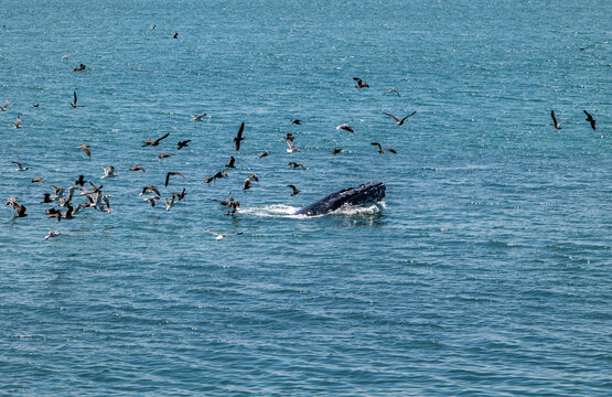 Humpback whale surface feeding surrounded by flock of seabirds off William Randolph Hearst Memorial State Beach in San Simeon California USA in August 2026