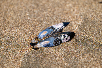 California mussel shells washed ashore on sand at Piedras Blancas Light Station beach in San Simeon, California, USA, August 2026. © Chris Allan
