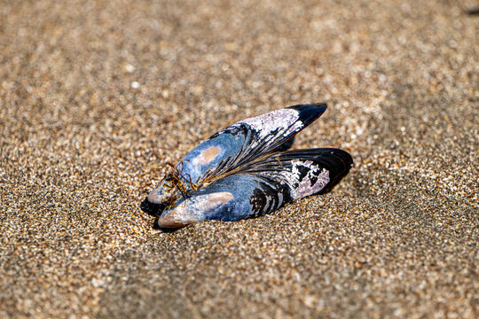 California mussel shells washed ashore on sand at Piedras Blancas Light Station beach in San Simeon, California, USA, August 2026.