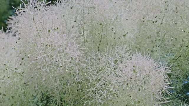 White blooming flower in nature, footage. Smoketree flower. Flowering nature closeup. Macro of flowering smoketree plant. Grassy exotic smoketree flower. Natural flower plant. Flora nature