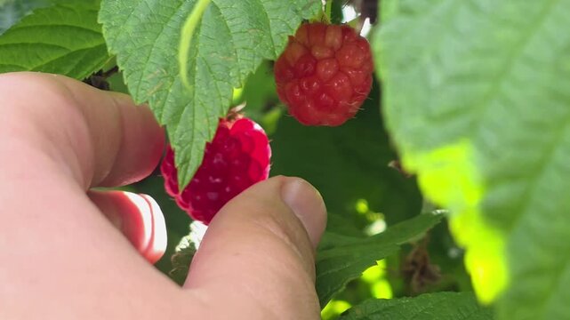 Raspberries growing on a bush in a garden during summer season