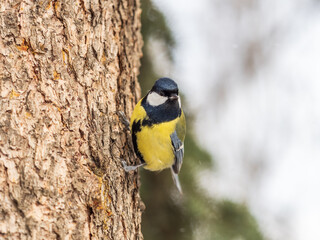 A tit is looking for food on a tree trunk. © Dmitrii Potashkin