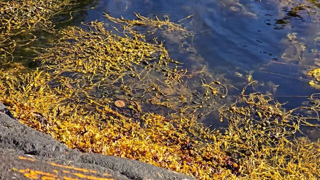 Emerald blue sea waves and granite boulder with mustard yellow algae. Norway, Alver. August
