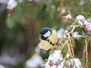Cute bird Great tit, songbird sitting on the fir branch with snow in winter © Dmitrii Potashkin